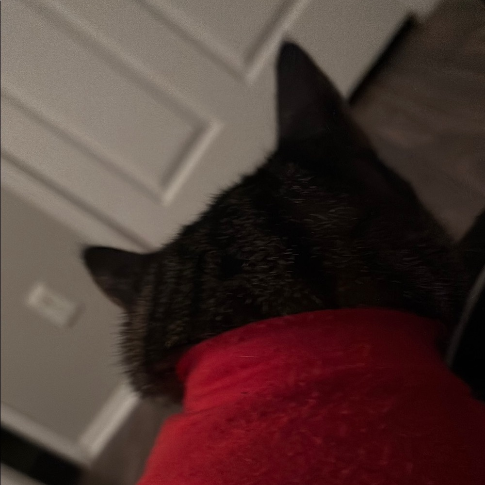 Red Cat Collar
